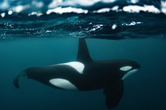 King of the Sea