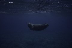 Waimanu