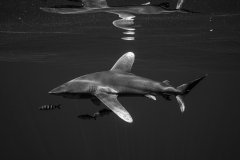 Oceanic Whitetip Shark