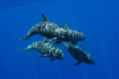 Meronheaded Killer Whales