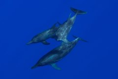 Rough Tooth Dolphins