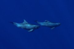 Pygmy Killer Whales