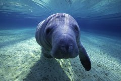 Manatee
