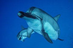 Mothers Love