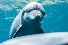 I Sea You